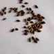 Сосна Веймутова семена (5 шт) Pinus strobus британская белая северная мягкая - изображение 9