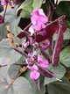 Долихос Рубиновые Искры семена (5 шт) (Dolichos lablab purpureus) гиацинтовые бобы декоративные лобия For Hobby, TM GL Seeds - изображение 1