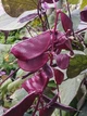 Долихос Рубиновые Искры семена (5 шт) (Dolichos lablab purpureus) гиацинтовые бобы декоративные лобия For Hobby, TM GL Seeds - изображение 3