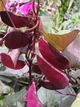 Долихос Рубиновые Искры семена (5 шт) (Dolichos lablab purpureus) гиацинтовые бобы декоративные лобия For Hobby, TM GL Seeds - изображение 4