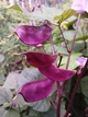 Долихос Рубиновые Искры семена (5 шт) (Dolichos lablab purpureus) гиацинтовые бобы декоративные лобия For Hobby, TM GL Seeds - изображение 6
