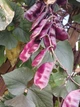 Долихос Рубиновые Искры семена (5 шт) (Dolichos lablab purpureus) гиацинтовые бобы декоративные лобия For Hobby, TM GL Seeds - изображение 8