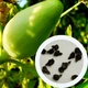 Циклантера семена (10 шт) (Cyclanthera pedata) огурец перуанский ачохча съедобная - изображение 1