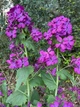Лунария Зимний сад семена (0,5 гр) смесь сухоцвет двулетняя (Lunaria annua) For Hobby, TM GL Seeds - изображение 3