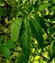 Циклантера семена (10 шт) (Cyclanthera pedata) огурец перуанский ачохча съедобная - изображение 4