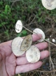 Лунария Зимний сад семена (0,5 гр) смесь сухоцвет двулетняя (Lunaria annua) For Hobby, TM GL Seeds - изображение 4