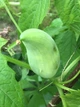 Циклантера семена (10 шт) (Cyclanthera pedata) огурец перуанский ачохча съедобная - изображение 8