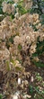 Лунария Зимний сад семена (0,5 гр) смесь сухоцвет двулетняя (Lunaria annua) For Hobby, TM GL Seeds - изображение 7