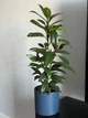 Фікус Циатистипула (Ficus Cyathistipula) h 85 см - изображение 1