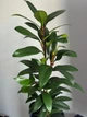 Фікус Циатистипула (Ficus Cyathistipula) h 85 см - изображение 2