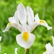 Цибулини Яскрава Ірис Hollandica White Dream (29755) (5шт) - зображення 1