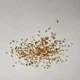 Пампасная трава семена 0,01 гра (прибл. 40 шт) (Cortaderia selloana) кортадерия двудомная селло - изображение 2