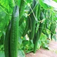 Семена огурец Китайское чудо (0,5 г) среднеранний, For Hobby, TM GL Seeds - изображение 1