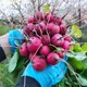Насіння Редис Блискавка (3 г) редиска швидкостигла, For Hobby, TM GL Seeds - зображення 1