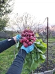 Насіння Редис Блискавка (3 г) редиска швидкостигла, For Hobby, TM GL Seeds - зображення 4