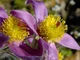 Сон-трава Фиолетовый сад семена (0,1 гр) прострел многолетний (Pulsatilla vulgaris) For Hobby, TM GL Seeds - изображение 3