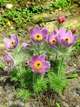 Сон-трава Фиолетовый сад семена (0,1 гр) прострел многолетний (Pulsatilla vulgaris) For Hobby, TM GL Seeds - изображение 5