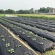 Агроволокно Agreen в рулоне 50 мк 1.6х100м Черное (A7838) - изображение 2