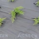 Агроволокно Agreen в рулоне 50 мк 1.6х100м Черное (A7838) - изображение 3