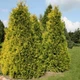 Насіння туї західної пірамідальної (Thuja Occidentalis Pyramidalis) 100 насінин OGOROD - зображення 2