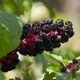 Насіння лаконоса американського (Phytolacca americana) 5 насінин OGOROD - зображення 1