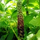 Насіння лаконоса американського (Phytolacca americana) 5 насінин OGOROD - зображення 2