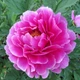 Семена пиона древовидного (Paeonia suffruticosa) смесь 5 семян OGOROD - изображение 1