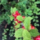 Семена вишни войлочной (Prunus tomentosa) 5 семян OGOROD - изображение 4