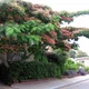 Насіння акації шовкової (Albizia julibrissin) 10 насінин OGOROD - зображення 2