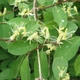 Семена жимолости обыкновенной (Lonicera xylosteum) 30 семян OGOROD - изображение 2