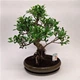 Растение Бонсай "Araucaria Cunninghammii" - изображение 2