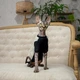 Теплая кофта для котов (кошек) из махровой ткани Style Pets Silv Cat (KM/SC/R) XS - изображение 4