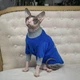 Кофта для кота или кошки Style Pets sp-blue0819/l XL+ - изображение 3