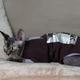 Кофта для кота или кошки Style Pets ILMSPH-brown (00047br) M - изображение 1