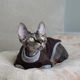 Кофта для кота или кошки Style Pets ILMSPH-brown (00047br) M - изображение 3