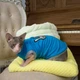 Трикотажная майка для кота Style Pets victory hand M- - изображение 2