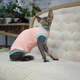 Трикотажная майка для кота Style Pets BS-cats pp S - изображение 1