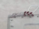 Серебряная брошь-булавка с фианитами. 9520 Красний - изображение 3