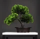 Искусственная композиция Бонсай Сосновое Дерево в горшке Pine Bonsai Зеленый 32×27 см - изображение 3