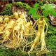 Насіння Женьшень звичайний (Panax ginseng), 5 шт - зображення 8