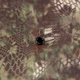 Кайдекс Kryptek Mandrake Camo Micro (Кріптек Мандрагора) 2х300х150 мм - зображення 2