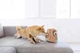 Игрушка интерактивная для собак OutwardHound Hide-A-Squirrel, 17 см - изображение 2