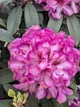 Рододендрон 'Ганс Гахман',C20 - горщик 20л,H60-70см,import - изображение 9