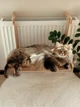 Гамак для кота на батарею дерев’яний з м’яким матрасом регульований до 30 кг 46х34х35 см (fd001) - зображення 8