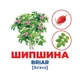 Набор развивающих карточек Гений с пеленок Деревья и кустарники 10107196, 17 карточек - изображение 3