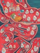 Що наприкінці: куди зникають какунці? - зображення 10