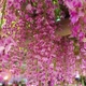 Глициния Обильноцветущая (розовая), Wisteria floribunda, семена 10 шт - изображение 1
