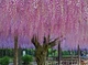 Глициния Обильноцветущая (розовая), Wisteria floribunda, семена 10 шт - изображение 2