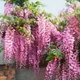 Глициния Обильноцветущая (розовая), Wisteria floribunda, семена 10 шт - изображение 3