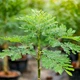Моринга олійна Moringa oleifera (Чудо дерево), насіння 5 шт. - зображення 1